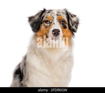 Chien berger australien au pelage merle bleu et hétérochromie regardant l'appareil photo Banque D'Images