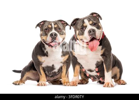 Chiens American bully assis ensemble, regardant l'objectif, expression heureuse Banque D'Images