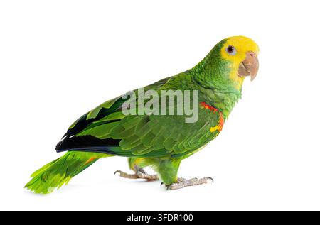 Perroquet amazon à tête jaune avec un plumage vert et une tête jaune regardant la caméra Banque D'Images