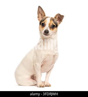 Mélange Chihuahua Jack Russell Terrier assis sur un fond blanc Banque D'Images