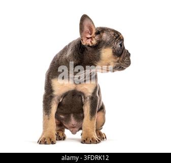 Chiot bulldog français, deux mois, assis, regardant à droite, avec un fond blanc Banque D'Images