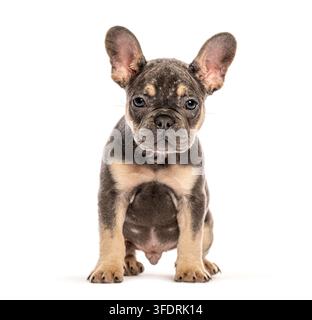 Puppy Merle French Bulldog avec une poitrine fawn assis sur un fond blanc Banque D'Images