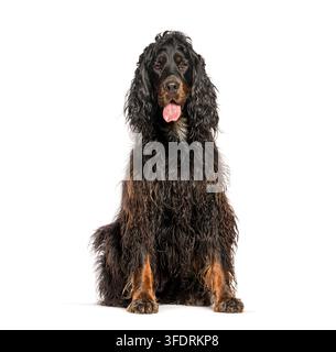 Chien Gordon setter assis, regardant la caméra, haletant avec la langue tirée sur fond blanc Banque D'Images