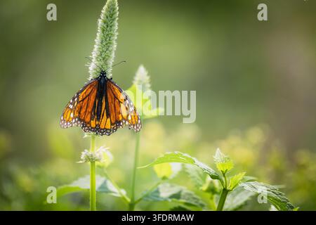 Un magnifique papillon adulte Monarque (Danaus plexippus) reposant sur une tige verticale d'une mauvaise herbe ou d'une cardère verte. Photographié de côté sous une lumière naturelle chaude Banque D'Images