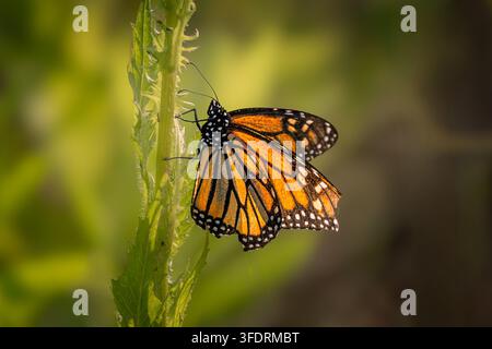 Un magnifique papillon adulte Monarque (Danaus plexippus) reposant sur une tige verticale d'une mauvaise herbe ou d'une cardère verte. Photographié de côté sous une lumière naturelle chaude Banque D'Images