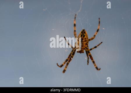 Araignée européenne du jardin sur toile radiale devant un fond bleu doux dans la nature estivale, gros plan Banque D'Images