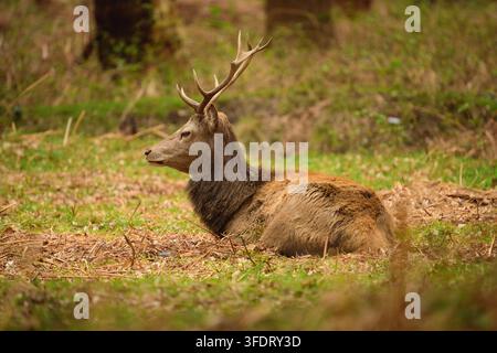 Cervus rouge se reposant parmi l'herbe et les fougères sur le sol de la forêt de Richmond Park, Londres. Banque D'Images