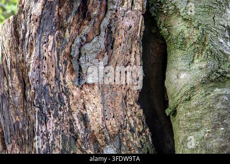 Grossissement d'écorce d'arbre en décomposition avec des cavités et un tronc couvert de mousse Banque D'Images
