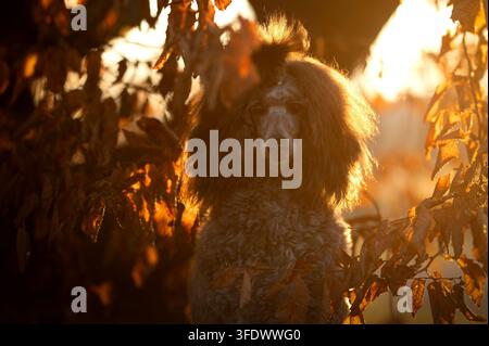 Poodle miniature mâle parmi les feuilles d'automne en contre-jour Banque D'Images
