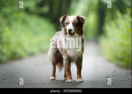 Miniature Australian Shepherd mâle debout sur un sentier forestier Banque D'Images