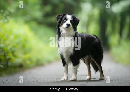 Mâle Miniature Australian Shepherd debout sur un chemin Banque D'Images