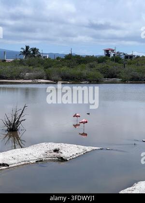 Flamants des Galápagos dans une lagune côtière Banque D'Images