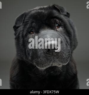 Beau vieux chien Shar Pei pure race noir assis sur fond gris. Copier l'espace. Banque D'Images