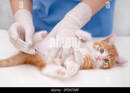 vet donne une injection à un petit chaton. Banque D'Images