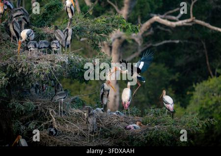 Une grande volée de cigognes se rassemble sur des branches d'arbres luxuriantes. Des cigognes à cou noir aux longs becs se tiennent ensemble. Une cigogne s'envole, les ailes largement déployées. Volée Banque D'Images