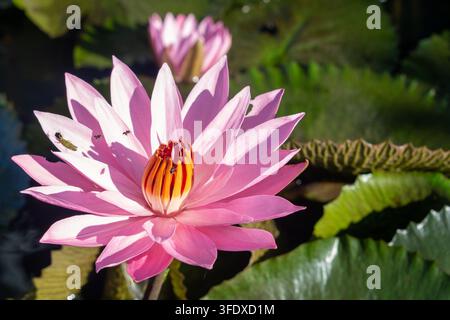 Fleur de lotus rose éclatante en pleine floraison dans un étang de jardin baigné de soleil. De petites abeilles et une sauterelle interagissent avec les pétales et le cœur orange, mettant en valeur le naturel Banque D'Images