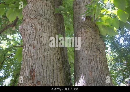 Gros plan de troncs d'arbres massifs et matures avec une écorce texturée et des feuilles vertes luxuriantes en été. Banque D'Images