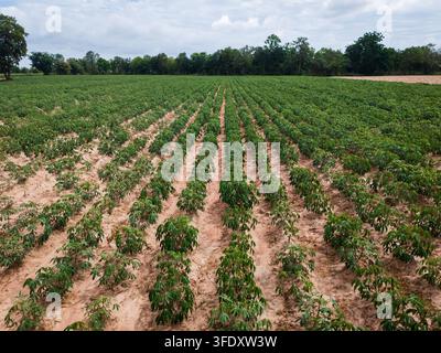 Champ de manioc avec des rangées de cultures, sol cultivé, plantes de manioc en croissance et paysage agricole Banque D'Images