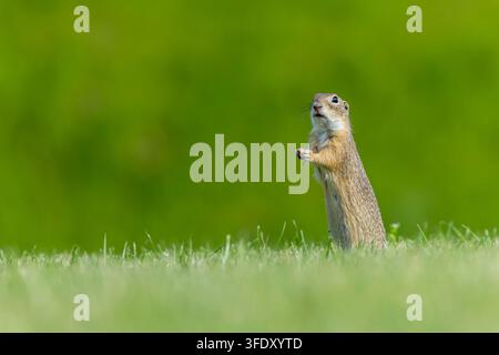 Écureuil terrestre européen (Spermophilus citellus) en Hongrie. Aussi connu sous le nom de souslik européen. Banque D'Images