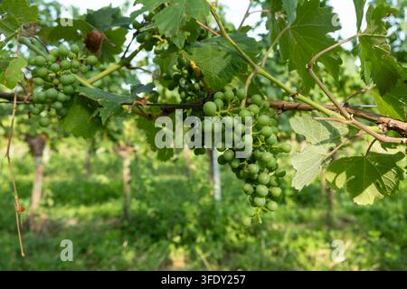 Un grappolo de raisins verts immatures sur la vigne pendant la saison de croissance Banque D'Images
