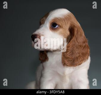 Portrait d'un petit chiot mignon blanc et rouge aux longues oreilles noires de la race spaniel. Chiens de chasse Banque D'Images