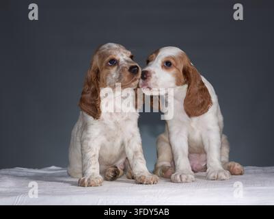 Deux petits chiots épagneuls de chasse blancs et rouges assis dans le studio sur un fond gris et se regardant mutuellement. Chiens de chasse Banque D'Images
