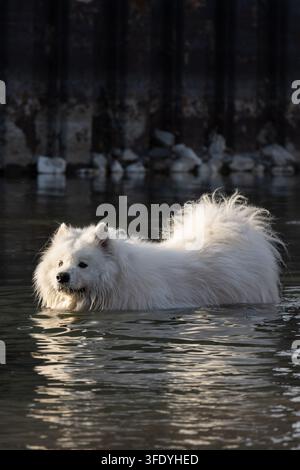 Portrait vertical d'un chien Samoyède blanc debout dans l'eau du Danube avec des ondulations douces et un reflet devant les jetées de chargement de charbon au coucher du soleil Banque D'Images