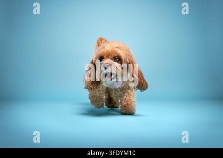Cockapoo marche droit vers l'appareil photo Banque D'Images