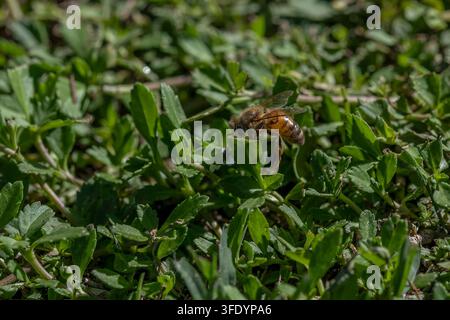 Une abeille sur une plante verte à la recherche de nectar et de pollen Banque D'Images