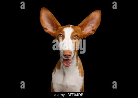 Le chien ibizien sourit avec une bouche courbée en sourire, ses grandes oreilles s’envolent vers l’extérieur dans une surprise ravie, ses grands yeux fixent droit devant avec une joie surprise, drôle et heureux expr Banque D'Images