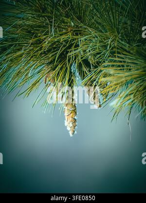 Cône de pin (Pinus) pendu recouvert de cristaux de glace étincelants et de gouttes d'eau entouré d'aiguilles vertes persistantes tranchantes dans un cadre de forêt hivernale froide Banque D'Images