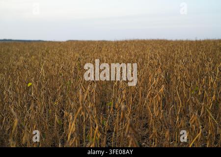 Champ de soja mature prêt pour la récolte, paysage agricole doré avec des plantes sèches et des gousses dans les terres rurales Banque D'Images