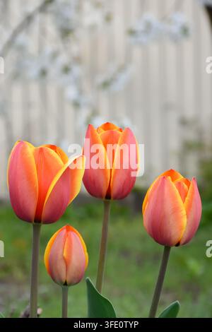 De magnifiques fleurs de tulipes « Sunrise Dynasty » éclosent dans le jardin printanier, affichant un gradient vif allant de l'orange profond au rose doux avec des pétales à pointe jaune. Banque D'Images