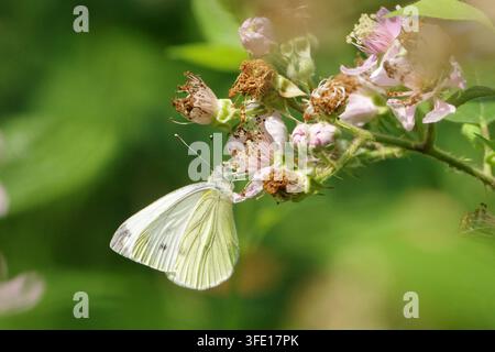Petit papillon blanc (Pieris rapae) se nourrissant de fleurs de mûrier sauvage dans un jardin d'été Banque D'Images