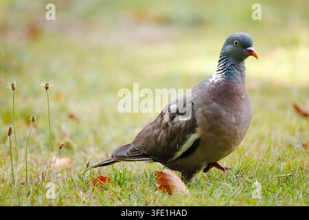 Colombe commune (Columba palumbus) debout sur de l'herbe verte, vue latérale montrant une tache blanche sur le cou et un plumage gris dans un cadre de parc. Banque D'Images