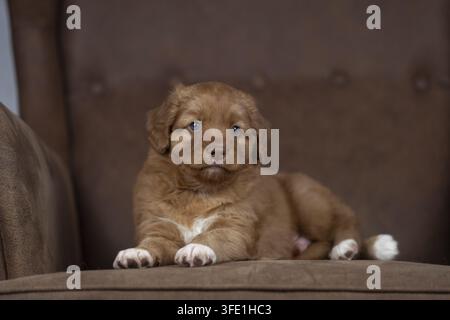 Nova Scotia Duck Tolling Retriever Banque D'Images