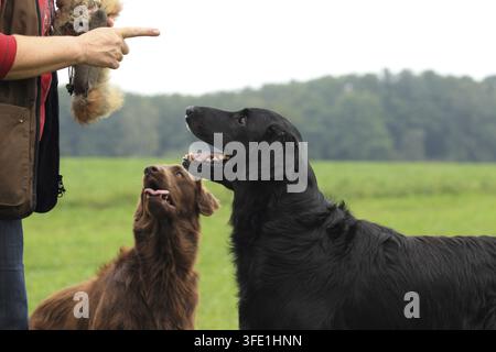 Flat Coated Retriever Banque D'Images