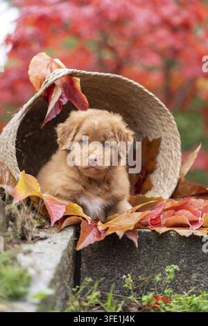 Nova Scotia Duck Tolling Retriever Banque D'Images