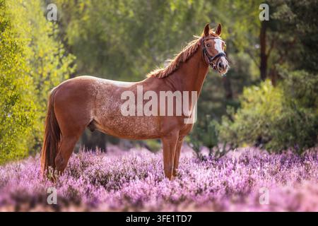Cheval de sport allemand debout dans une bruyère en fleurs Banque D'Images