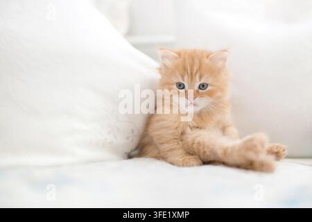 Jeune chaton German Longhair assis sur une parure de lit blanche Banque D'Images