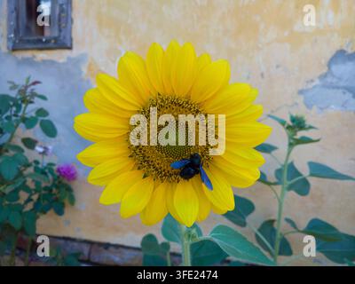 Vue rapprochée de face d'un tournesol jaune symétrique en fleurissement avec une grande abeille charpentière Xylocopa violacea devant un mur ocre rustique. Banque D'Images