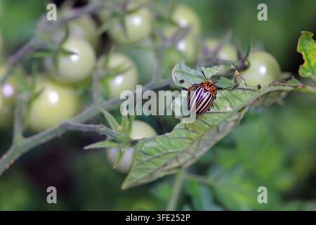 Scarabeau du Colorado sur un buisson de tomates dans le jardin. Banque D'Images