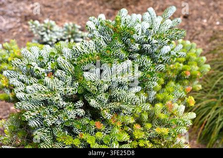 Feuillage à pointe blanche du Sapin coréen nain Abies koreana 'Kohout's Ice Breaker' dans un jardin du Royaume-Uni en juin Banque D'Images