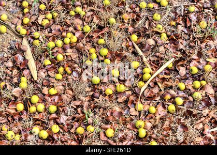 Pommes Crab (Malus sylvestris) tombées naturellement au début de l'automne - centre de la France ; Banque D'Images