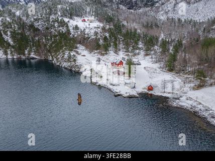 Vue aérienne d'un aigle à tête blanche survolant la côte enneigée d'Osvika, avec des maisons traditionnelles en bois rouge nichées parmi les pins le long de Banque D'Images
