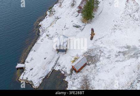 Vue aérienne d'un aigle à tête blanche volant au-dessus de la côte enneigée d'Osvika avec de petites cabanes en bois près de l'eau glacée à Valldal, More og Romsdal, Banque D'Images
