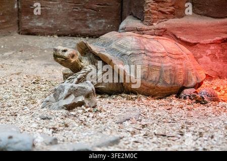 Grande tortue en gros plan Banque D'Images