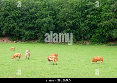 Champs verts éclatants avec des vaches en train de paître dans un paysage rural pittoresque sous un ciel nuageux. Banque D'Images