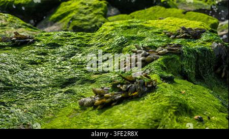 Vue rapprochée de rochers côtiers recouverts de mousse verte vibrante, d'algues vertes et d'algues marines sur le rivage de l'océan ou de la mer. Banque D'Images