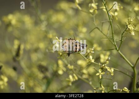 Image au premier plan d’un papillon Vanessa cardui (ou papillon à damier) marchant sur des fleurs sauvages jaunes avec les ailes ouvertes, vue de dessus montrant les détails, au Royaume-Uni Banque D'Images